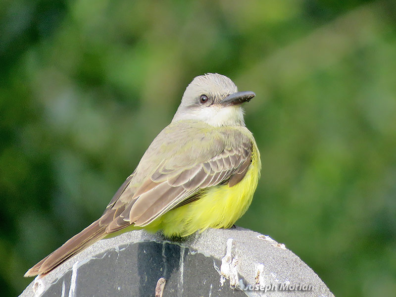 Tropical Kingbird (Tyrannus melancholicus satrapa) 