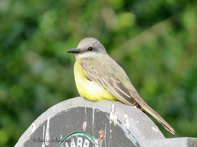 Tropical Kingbird (Tyrannus melancholicus satrapa) 