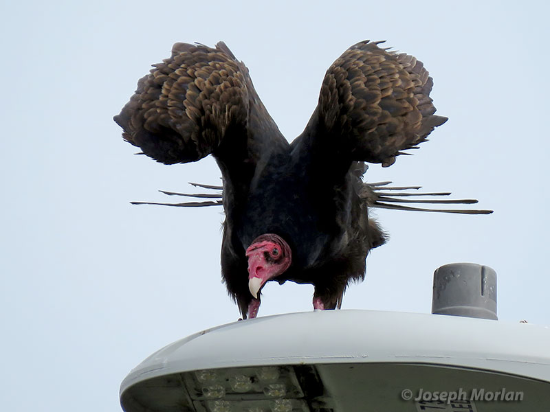 Turkey Vulture (Cathartes aura)