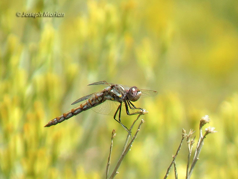 Variegated Meadowhawk  (Sympetrum corruptum) 