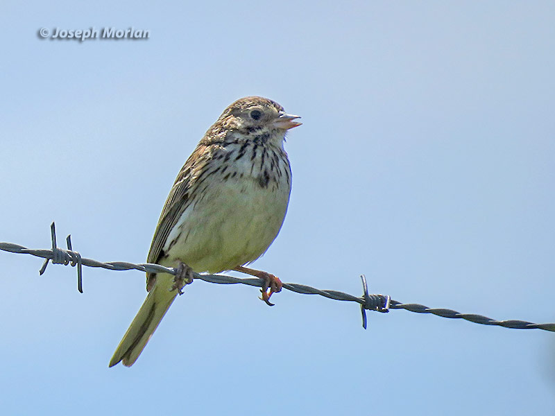 Vesper Sparrow (Pooecetes gramineus) 