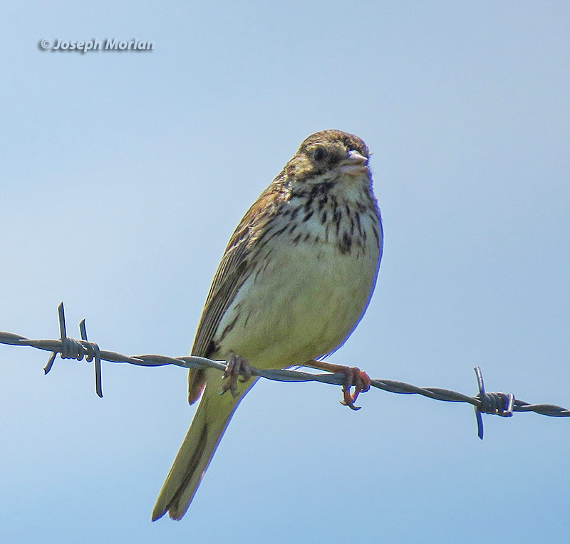 Vesper Sparrow (Pooecetes gramineus) 