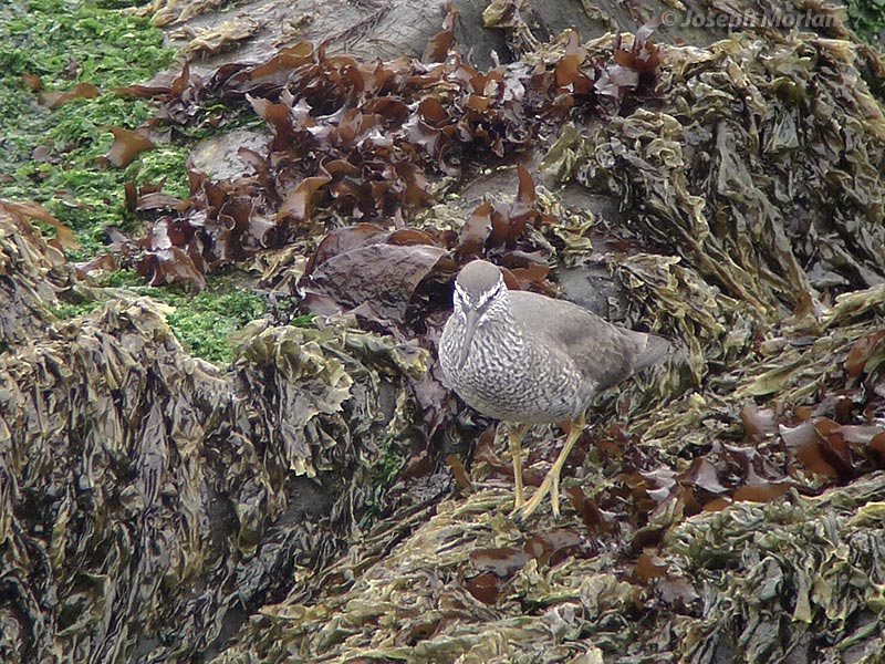 Wandering Tattler (Tringa incana)
