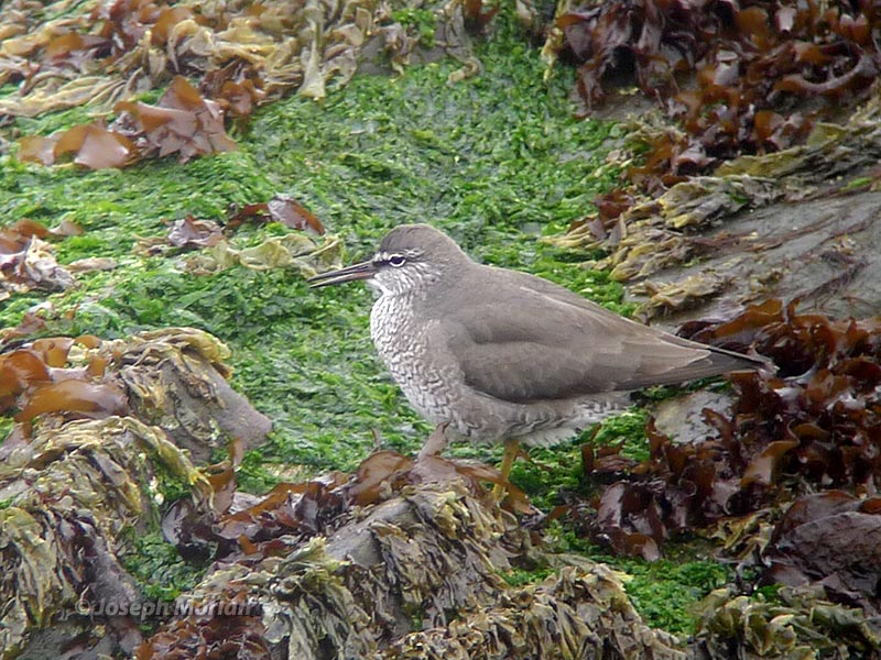 Wandering Tattler (Tringa incana)