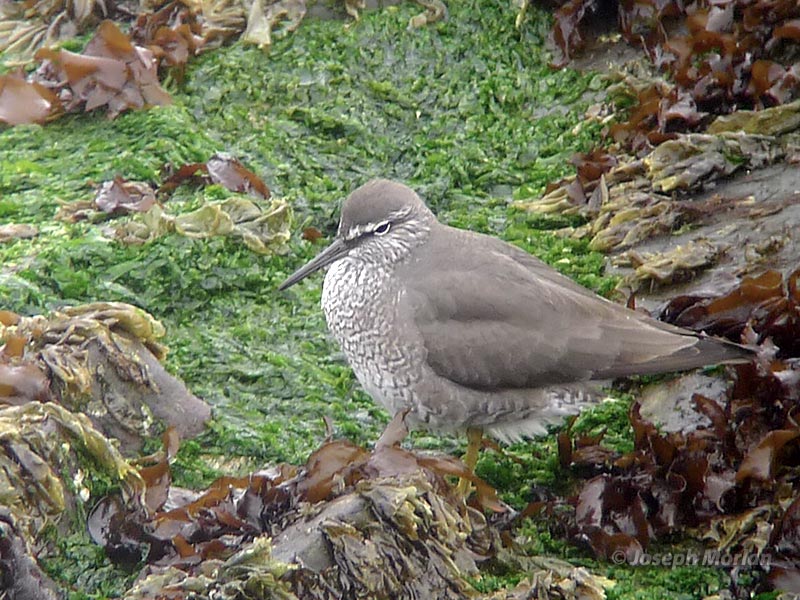 Wandering Tattler (Tringa incana)