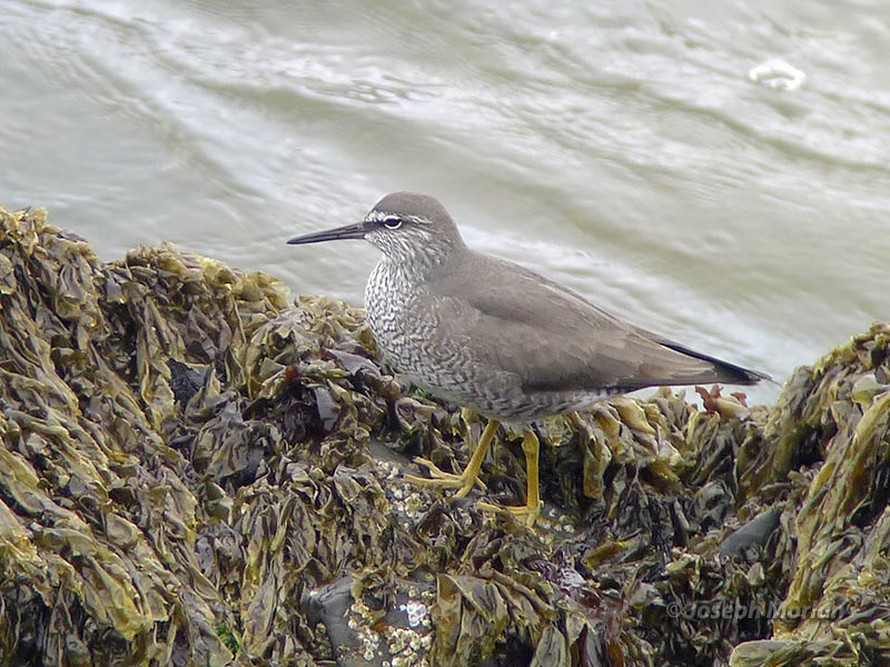 Wandering Tattler (Tringa incana)