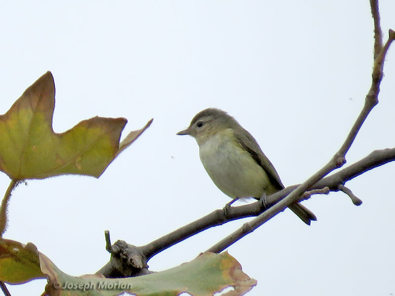 Warbling Vireo (Vireo gilvus swainsoni) 