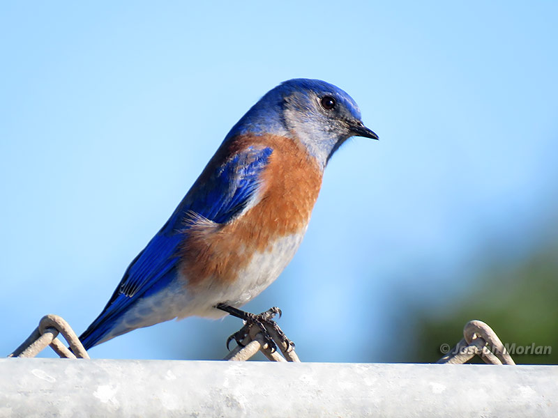 Western Bluebird (Sialia mexicana occidentalis) 