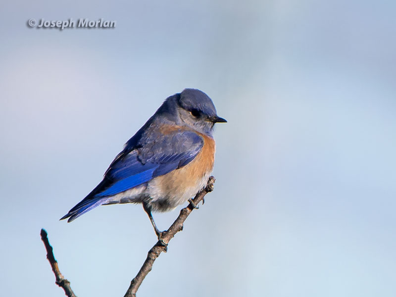 Western Bluebird (Sialia mexicana occidentalis) 