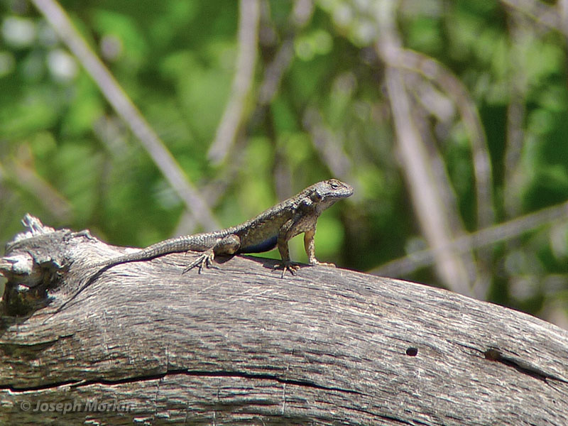 Western Fence Lizard (
Sceloporus occidentalis) 
