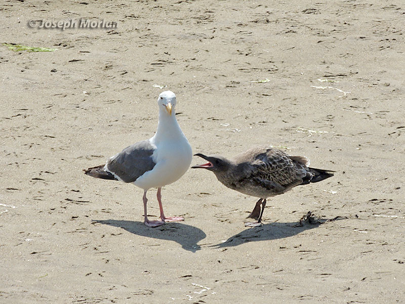 Western Gull (Larus occidentalis occidentalis) 
