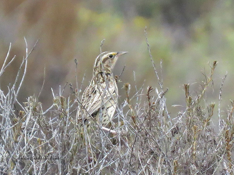 Western Meadowlark (Sturnella neglecta)