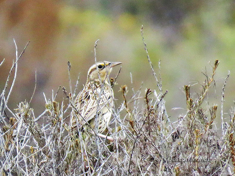 Western Meadowlark (Sturnella neglecta)