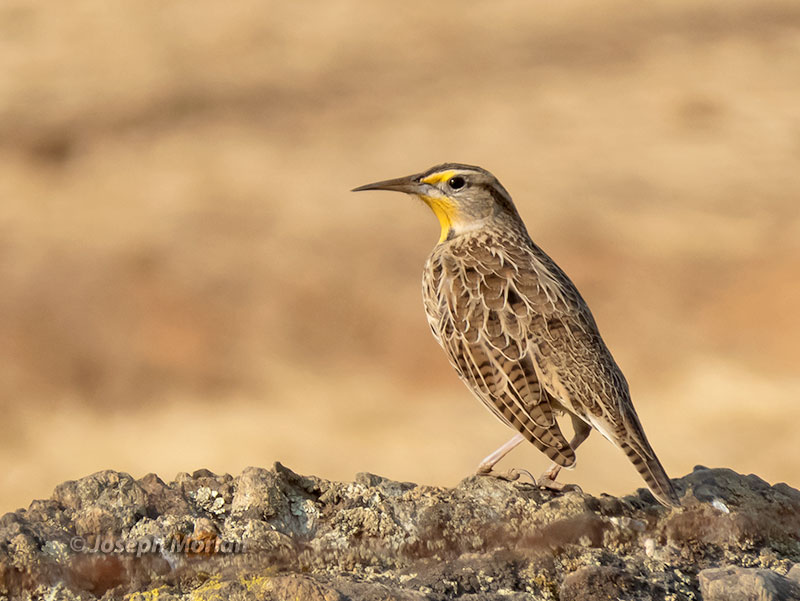  Western Meadowlark (Sturnella neglecta confluenta) 