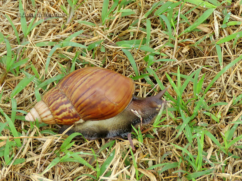 African Giant Snail (Lissachatina fulica) 