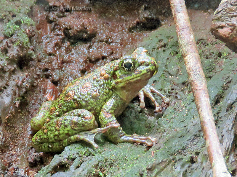 Amami Oshima Frog (Odorrana splendida)