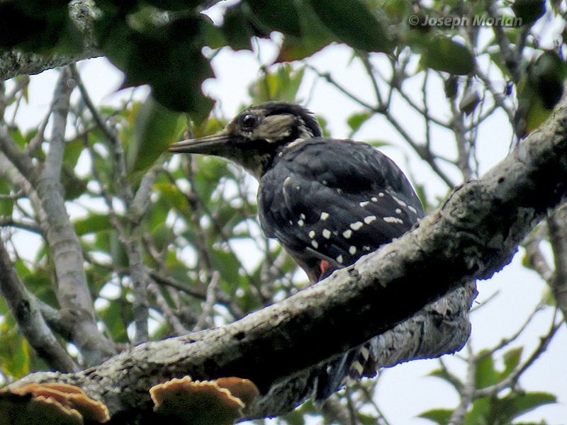 White-backed Woodpecker (
Dendrocopos leucotos owstoni)