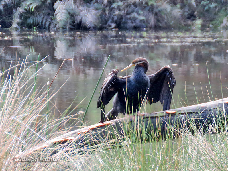 Australasian Darter (
Anhinga novaehollandiae) 