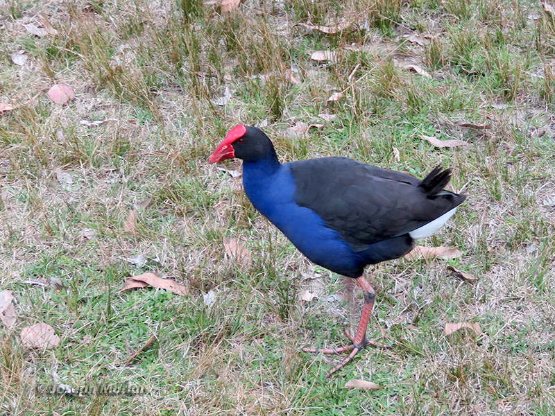 Australasian Swamphen (
Porphyrio melanotus)
