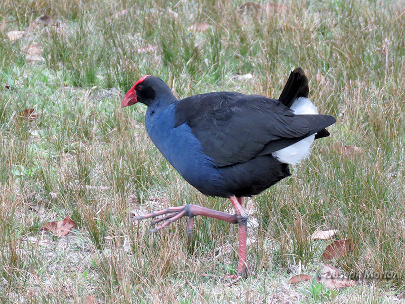 Australasian Swamphen (
Porphyrio melanotus)