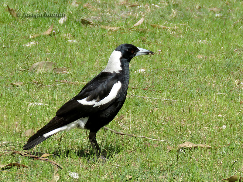 Australian Magpie (
Gymnorhina tibicen) 
