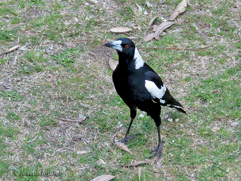 Australian Magpie (
Gymnorhina tibicen) 