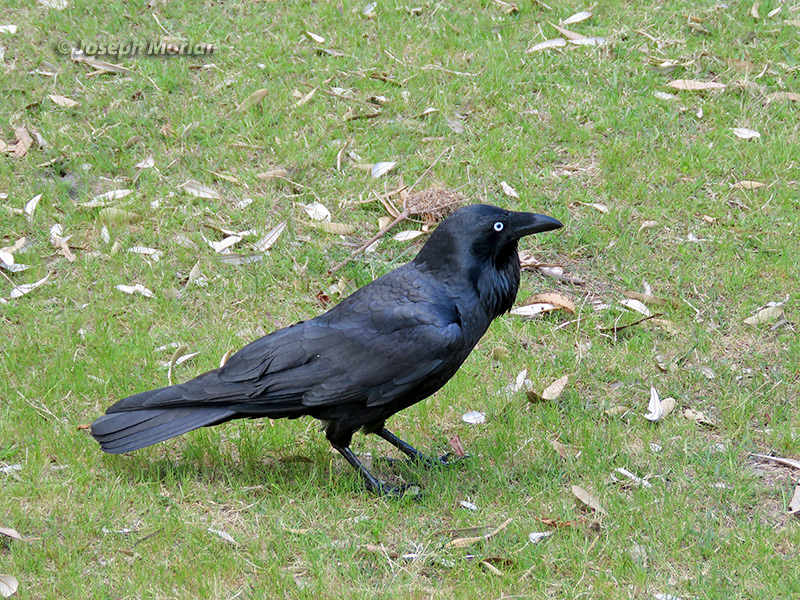 Australian Raven (
Corvus coronoides)