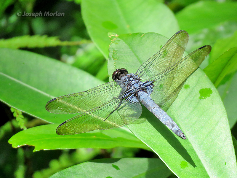 Dark Skimmer (Orthetrum melania ryukyuense) 