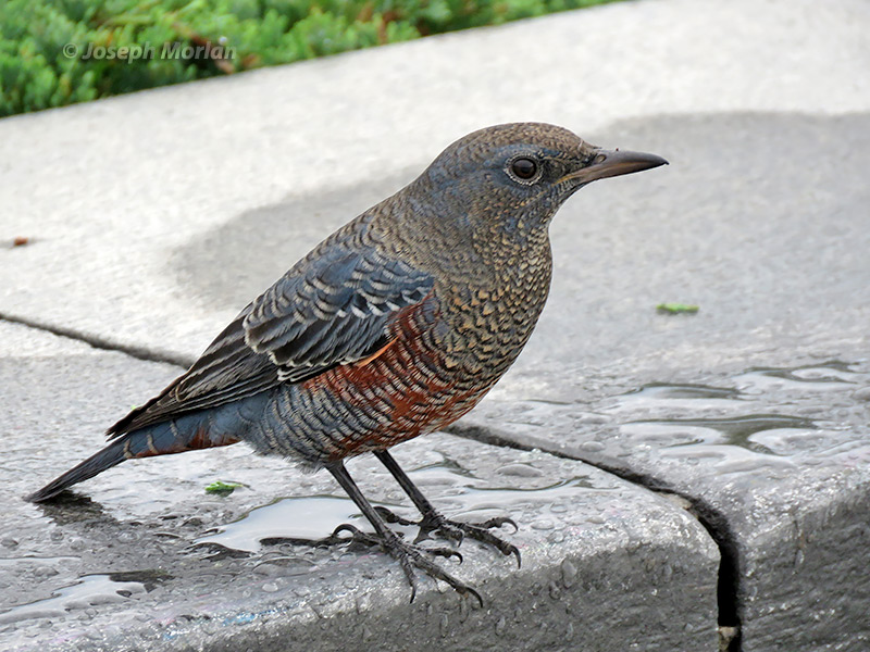 Blue Rock-Thrush (Monticola solitarius philippensis) 