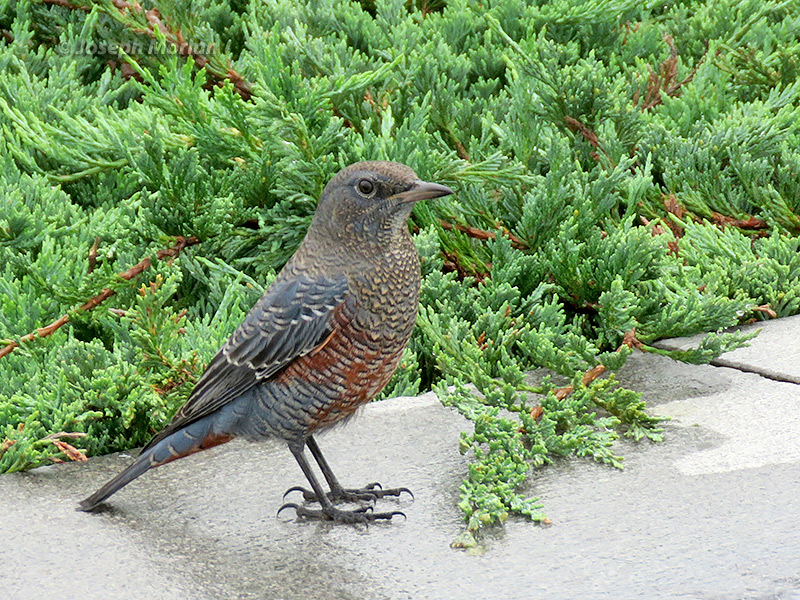 Blue Rock-Thrush (Monticola solitarius philippensis) 