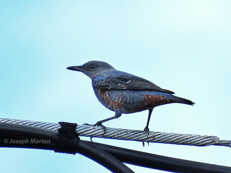 Blue Rock-Thrush (Monticola solitarius philippensis)