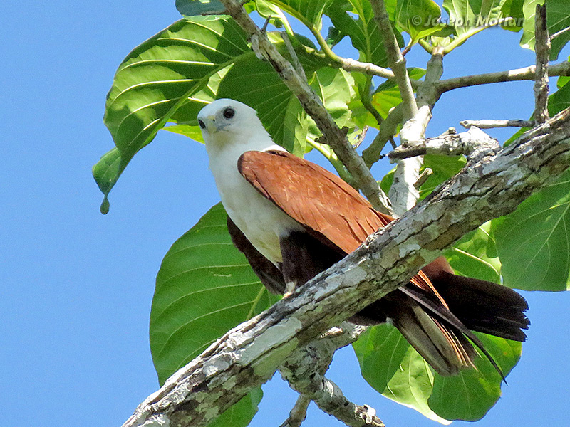 Brahminy Kite (
Haliastur indus) 