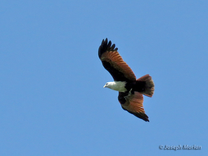 Brahminy Kite (
Haliastur indus) 