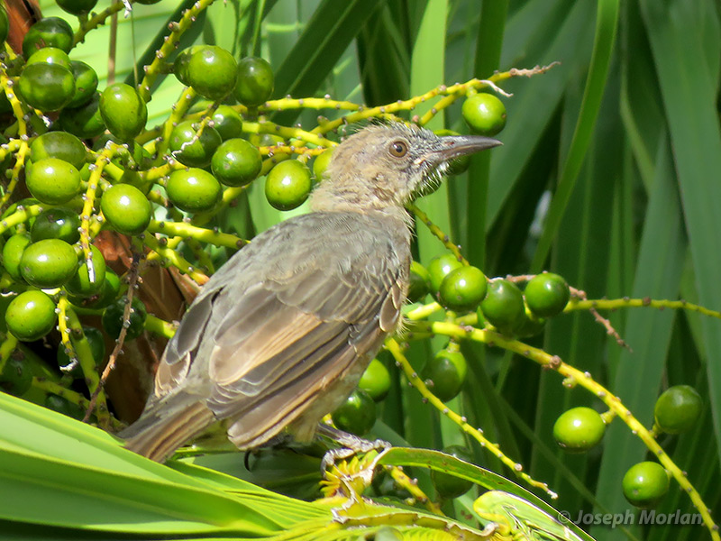Brown-eared Bulbul (Hypsipetes amaurotis pryeri)