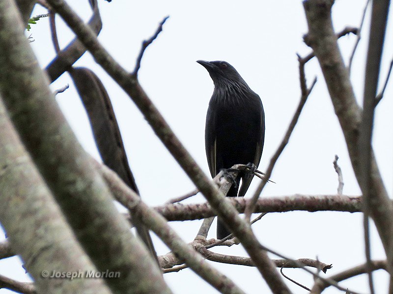 Brown-winged Starling (
Aplonis grandis) 