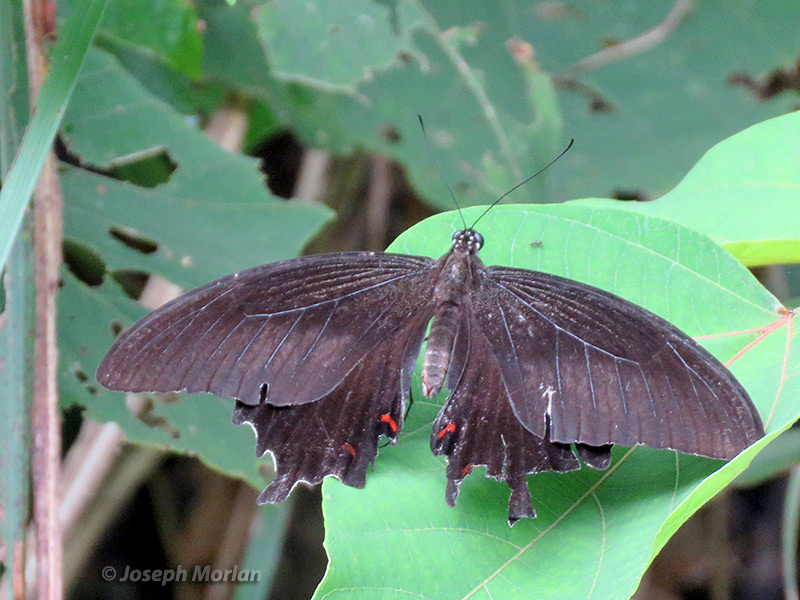 Red Helen Swallowtail (Papilio helenus)
