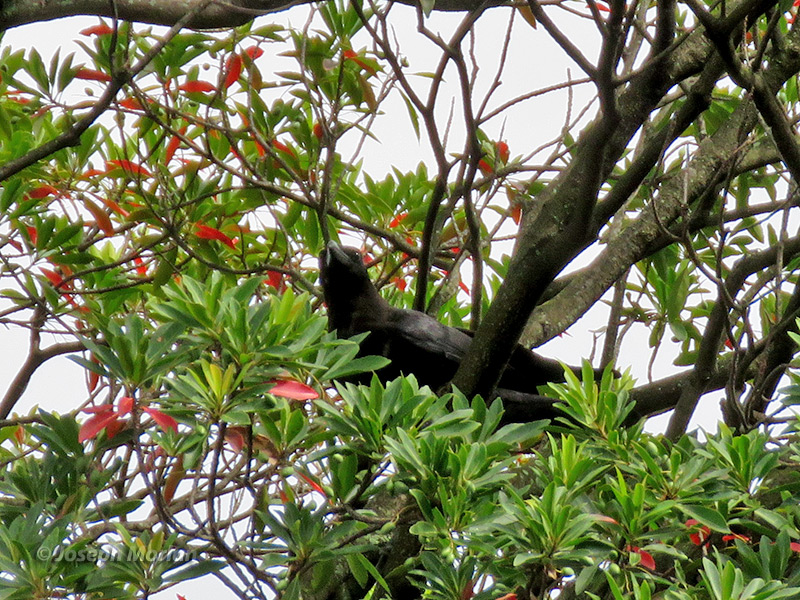 Large-billed Crow (Corvus macrorhynchos japonensis) 