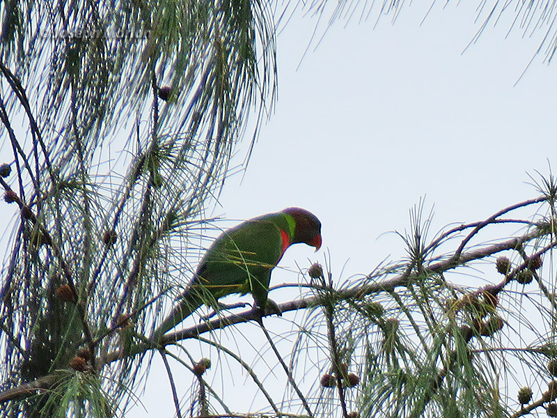 Coconut Lorikeet (
Trichoglossus haematodus) 