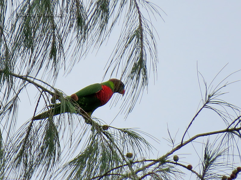 Coconut Lorikeet (
Trichoglossus haematodus) 