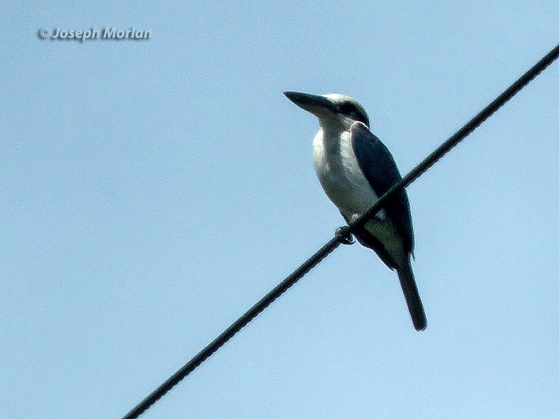 Mariana Kingfisher (Todiramphus albicilla albicilla)