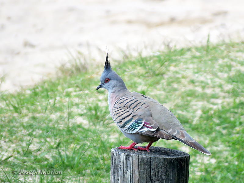 Crested Pigeon (
Ocyphaps lophotes)