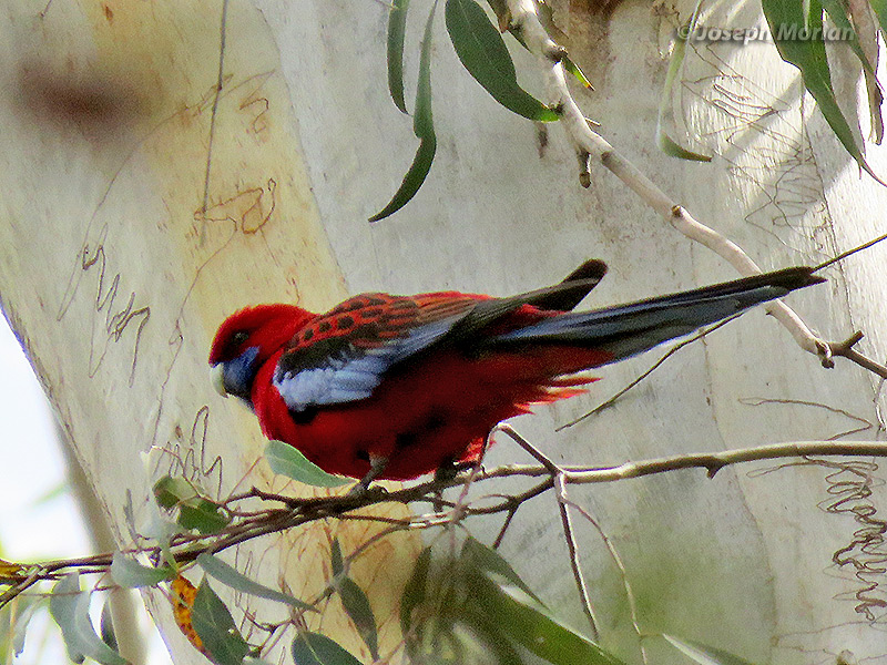 Crimson Rosella (
Platycercus elegans) 
