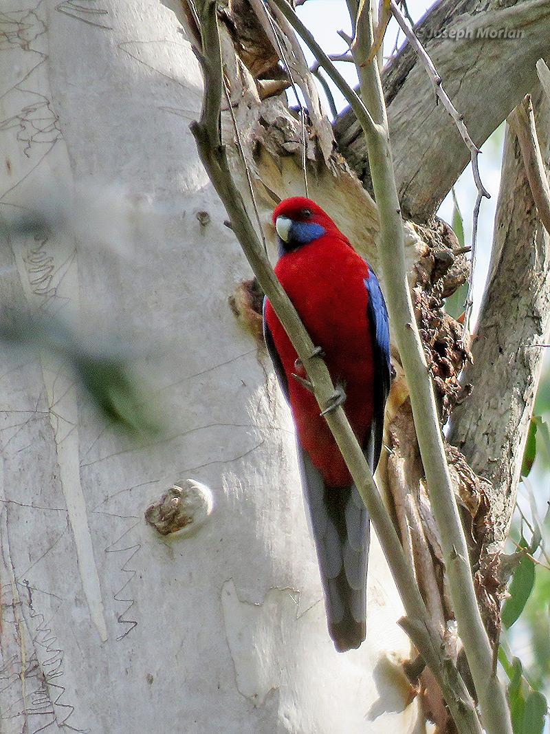 Crimson Rosella (
Platycercus elegans) 