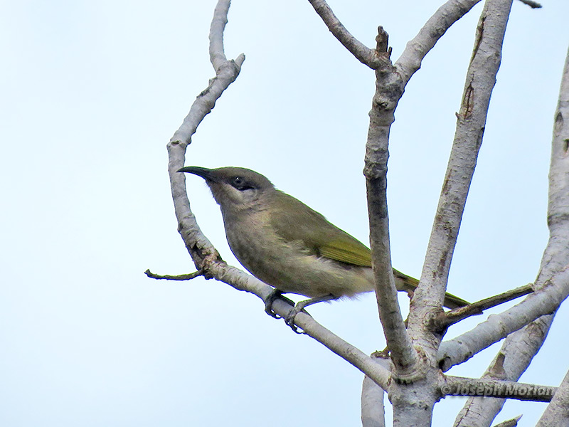 Dark-brown Honeyeater (Lichmera incana)
