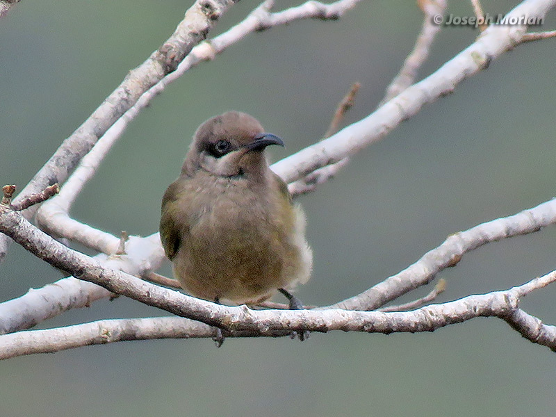 Dark-brown Honeyeater (Lichmera incana)