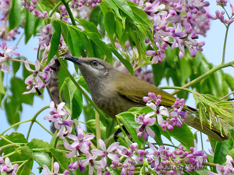 Dark-brown Honeyeater (Lichmera incana) 