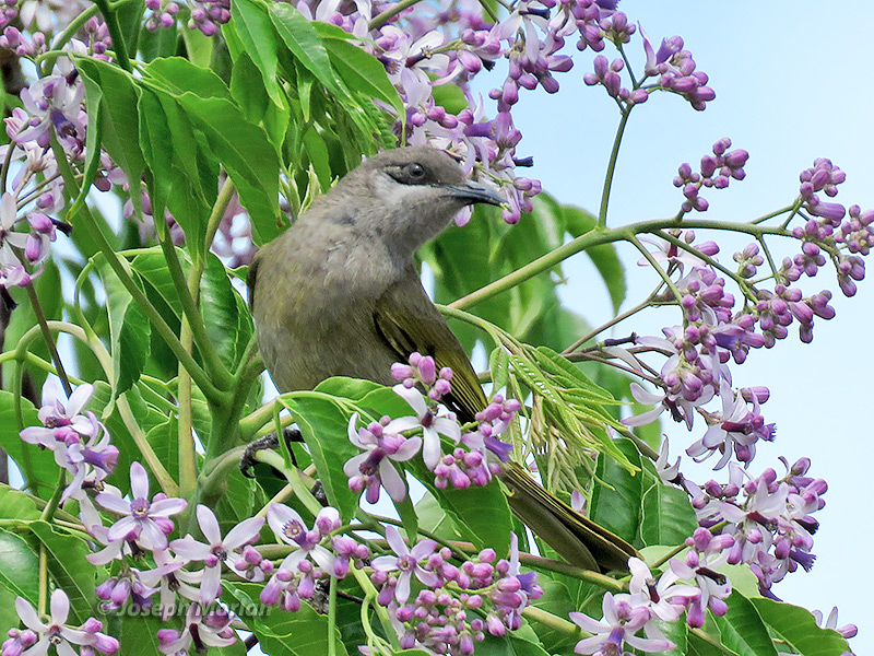 Dark-brown Honeyeater (Lichmera incana) 