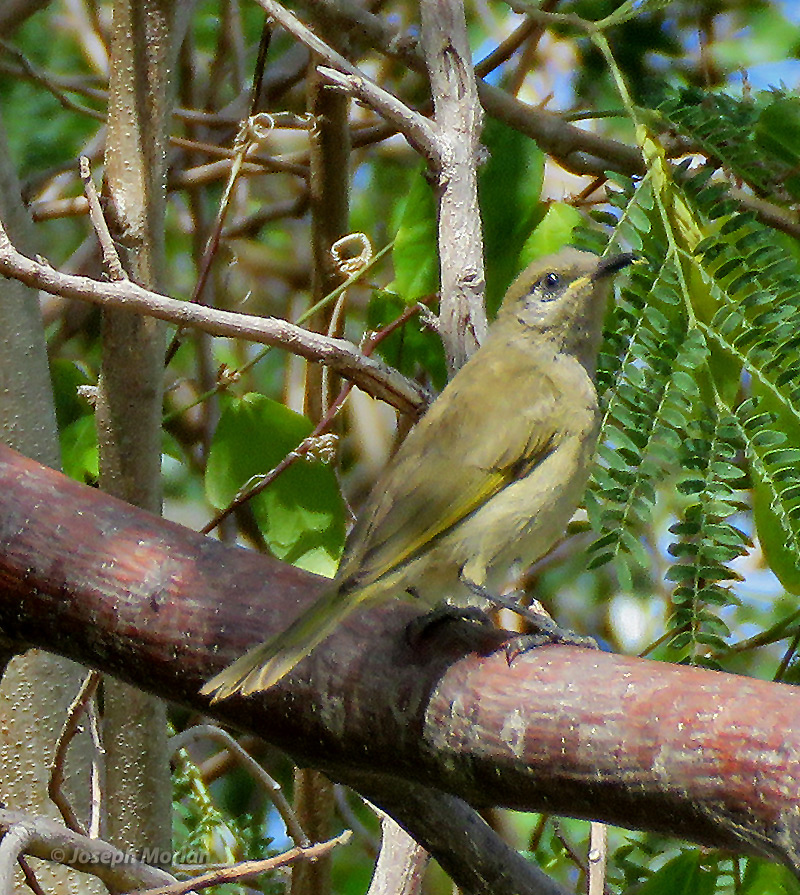 Dark-brown Honeyeater (Lichmera incana)