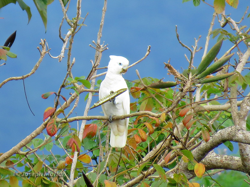 Ducorps's Cockatoo (
Cacatua ducorpsii) 