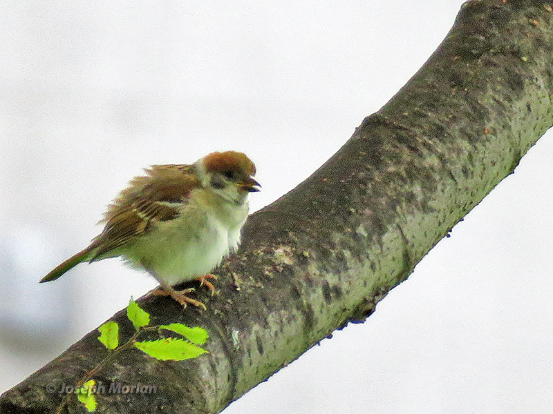 Eurasian Tree Sparrow (Passer montanus saturatus)